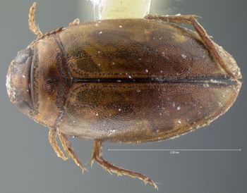 Media type: image;   Entomology 5996 Aspect: habitus dorsal view